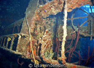 Hilma Hooker- Bonaire by Lisa Hinderlider 